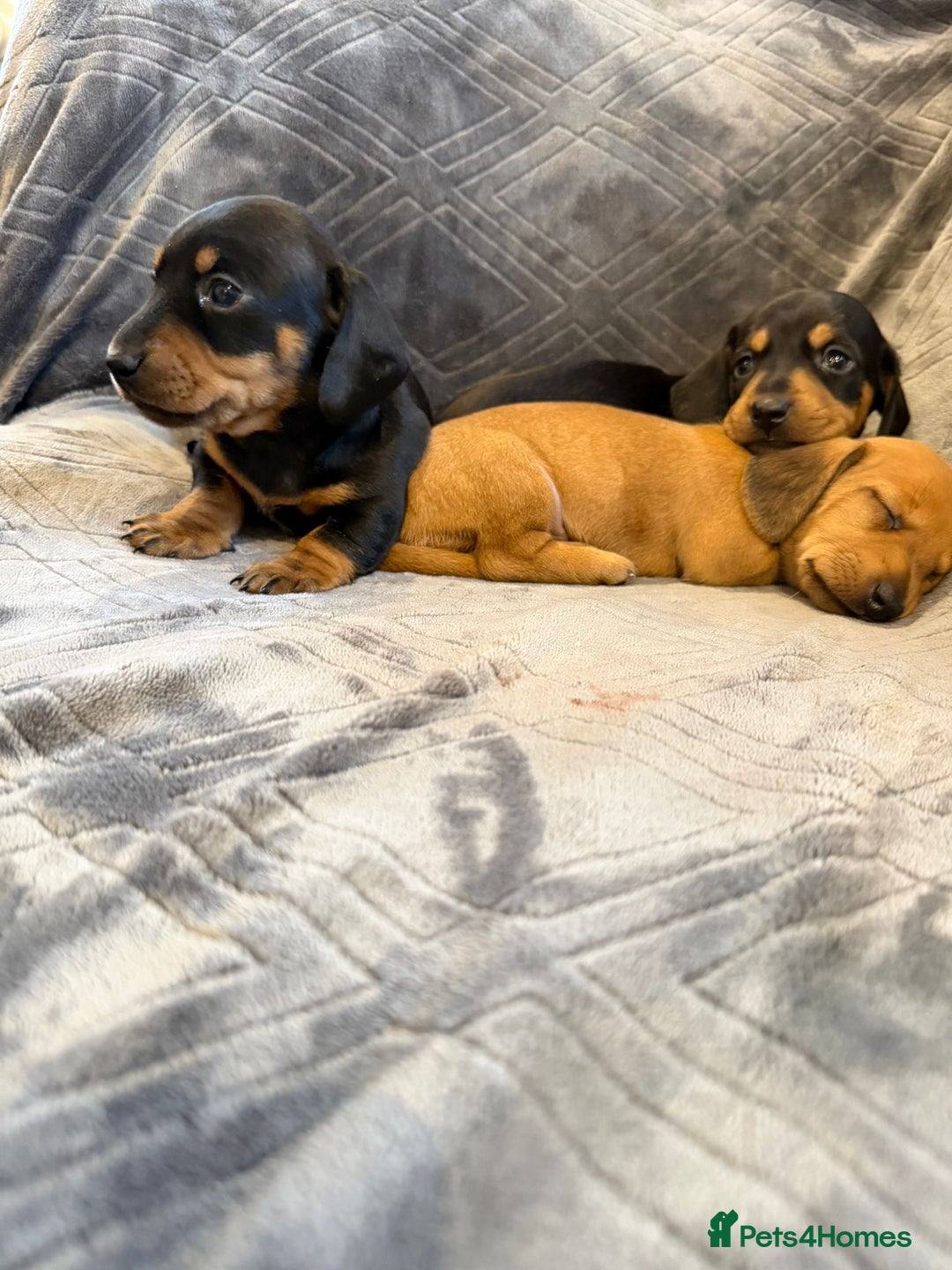 Miniature Dachshund dogs for sale: Three beautiful miniature dachshund boys  - Advert 6