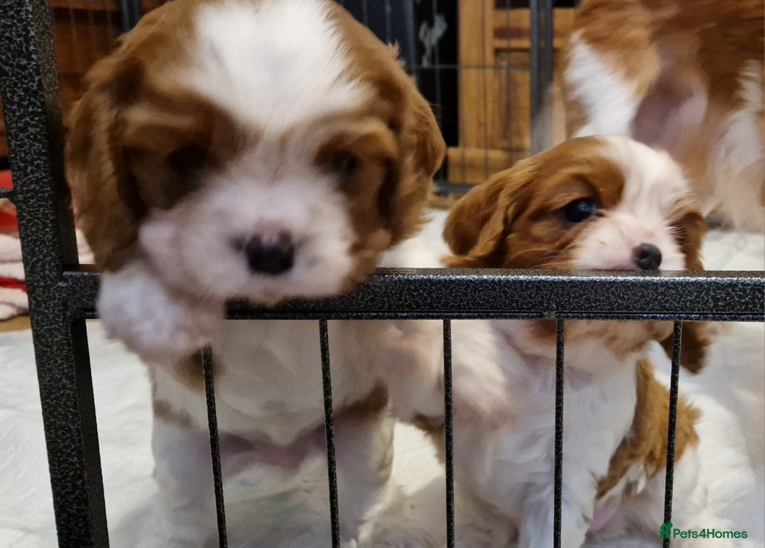 Cavalier King Charles Spaniel dogs for sale: ✨ Gorgeous Puppy Ready for a Loving Home ✨ - Advert 8