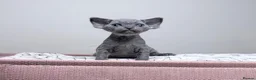 Devon Rex cats for sale: Beautiful blue boy and lilac girl!!!!! - Advert 8