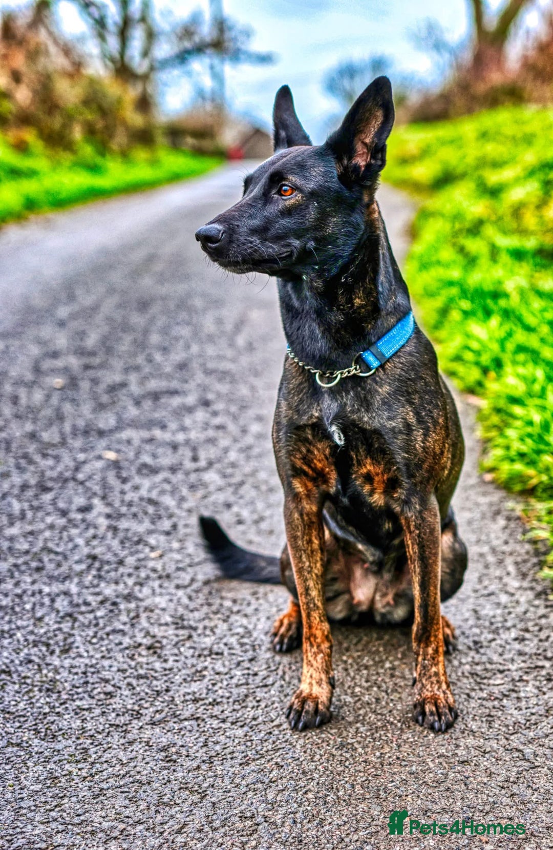 Belgian Shepherd Dog dogs for sale: Dutch herder bitch for sale  - Image 4