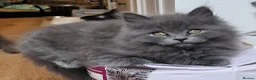 British Longhair cats for sale: Gorgeous British Blue longhair kittens - Advert 15