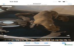 Whippet dogs for sale: Stunning show quality whippet pups  - Advert 7