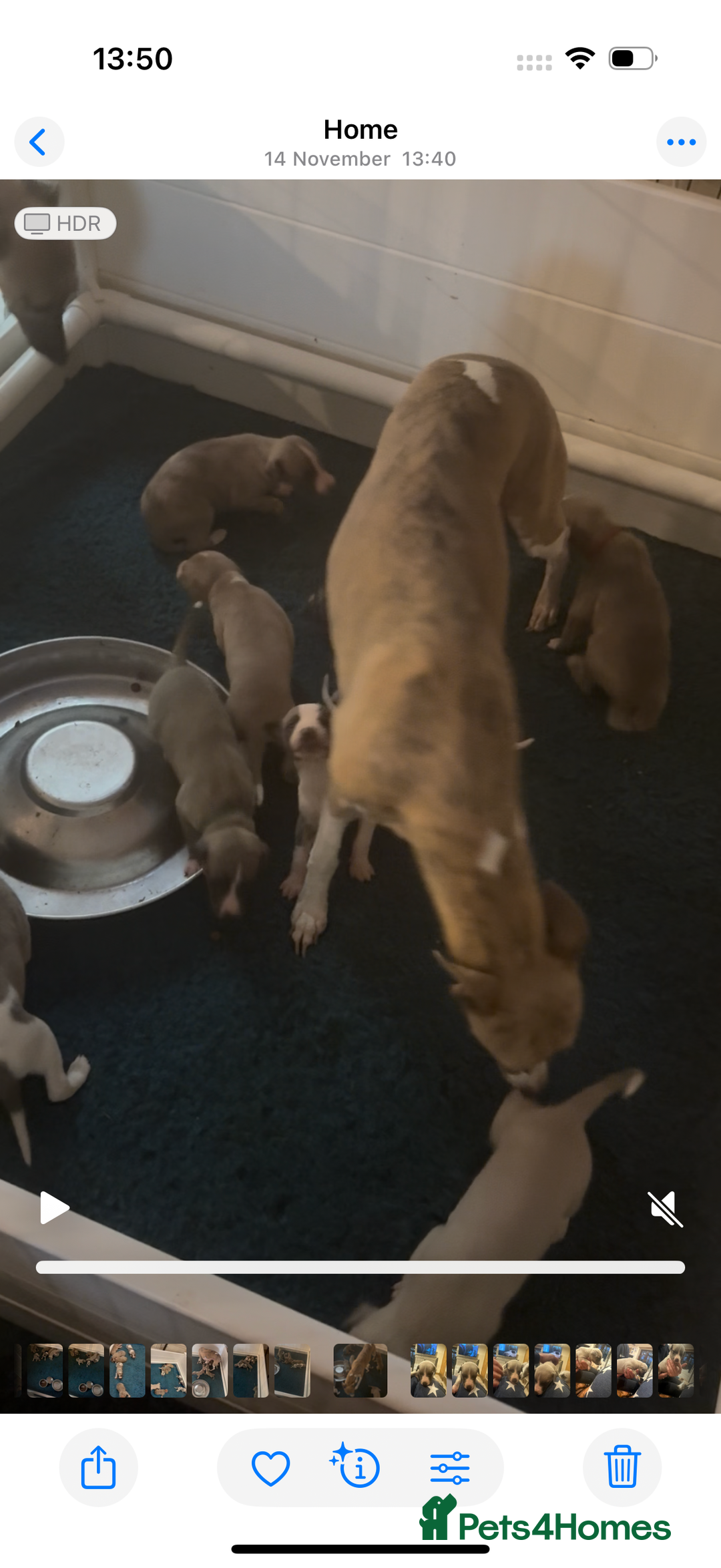 Whippet dogs for sale: Stunning show quality whippet pups  - Advert 7