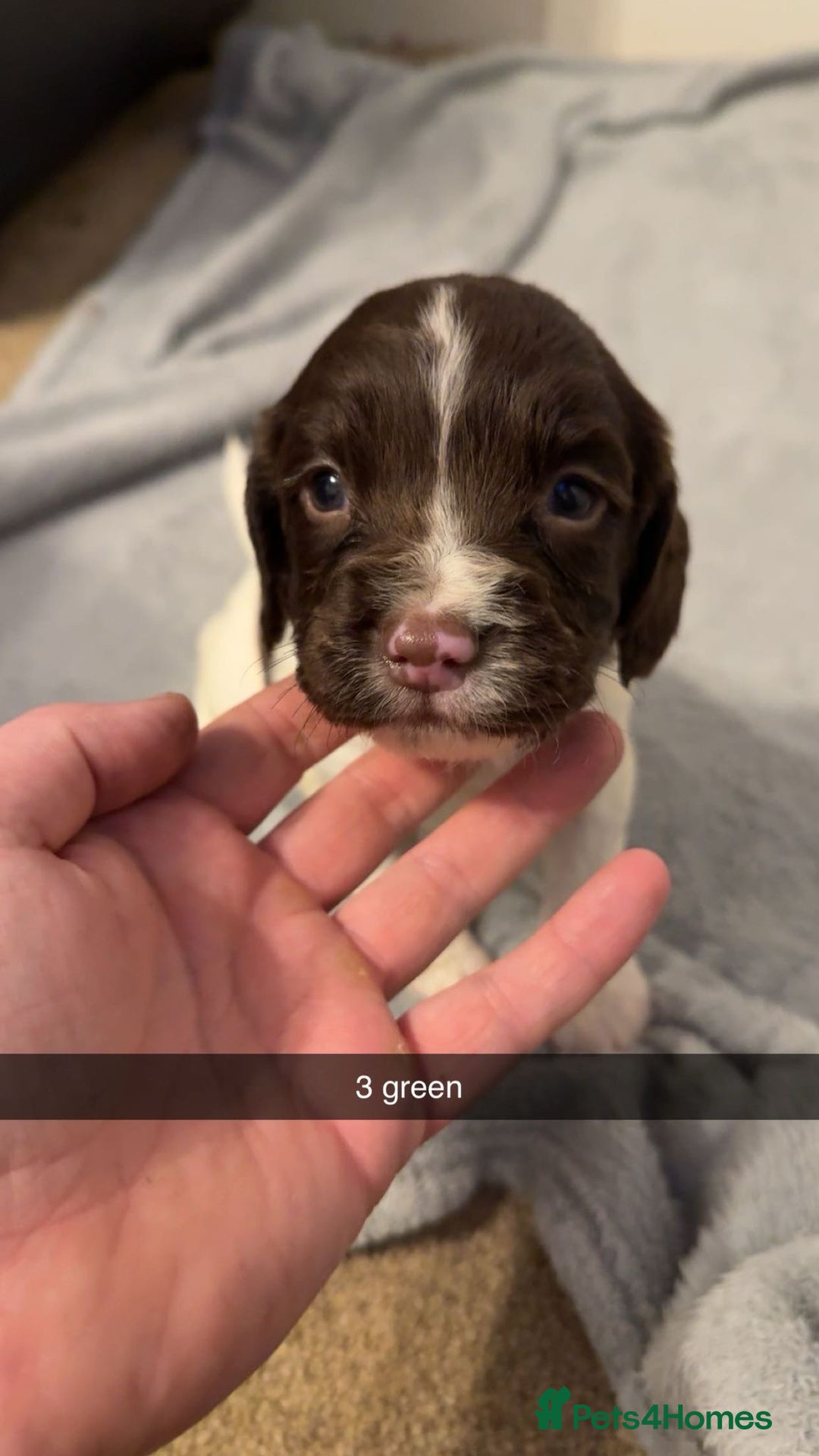 English Springer Spaniel dogs for stud: *KC registered* Gus available for stud in Pontefract - Advert 13