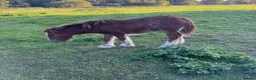 Miniature horses for sale: mini cob boys - Advert 5