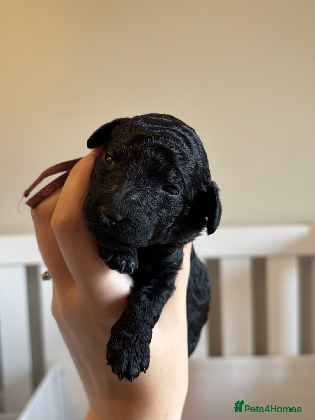 Standard Poodle dogs for sale: Show quality standard poodles  - Image 5