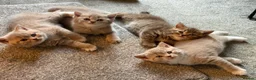 British Shorthair cats for sale: Stunning British shorthair kitten  - Advert 27