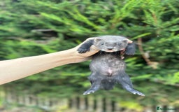 Ferret rodents for sale: solid black cross polecat kits  - Image 17