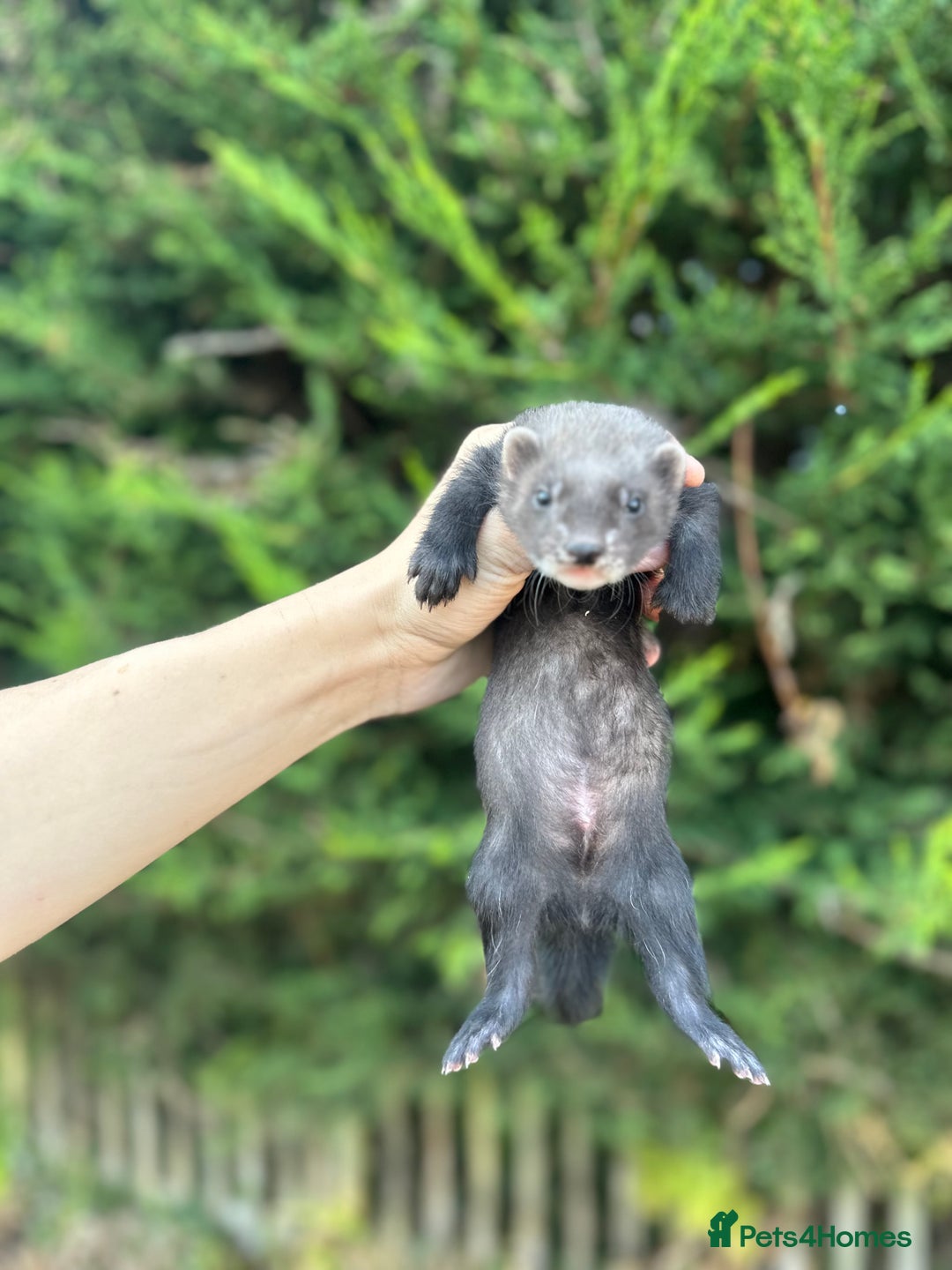 Ferret rodents for sale: solid black cross polecat kits  - Image 17