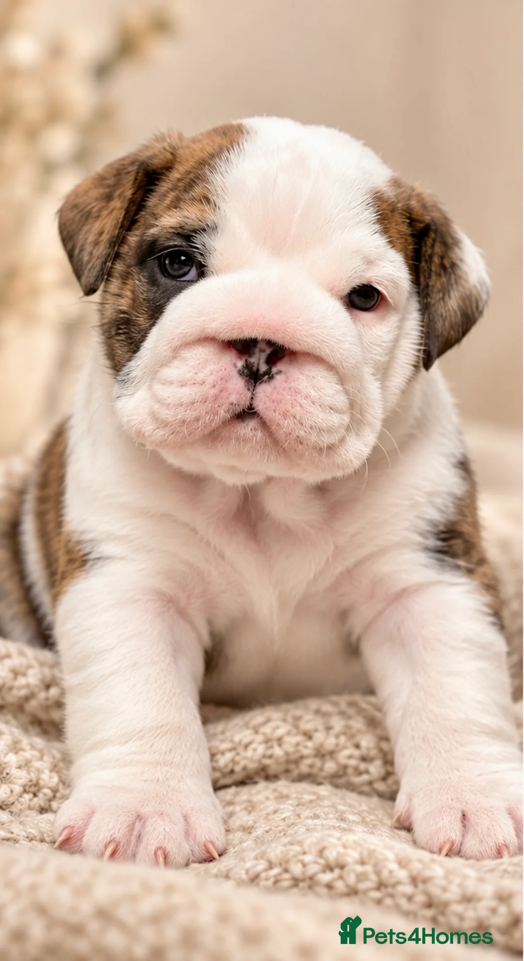 English Bulldog dogs for sale: 4 wk old Kc bulldog pups rare champ lines - Advert 1