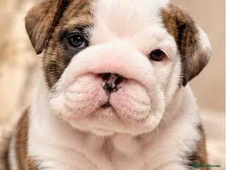 English Bulldog dogs 4 wk old Kc bulldog pups rare champ lines - Advert 1