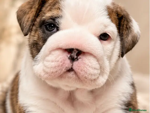 English Bulldog dogs 4 wk old Kc bulldog pups rare champ lines - Advert 1