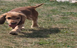 Cocker Spaniel dogs for stud: Stunning  Cocker Spaniel for stud in Northwood - Image 6