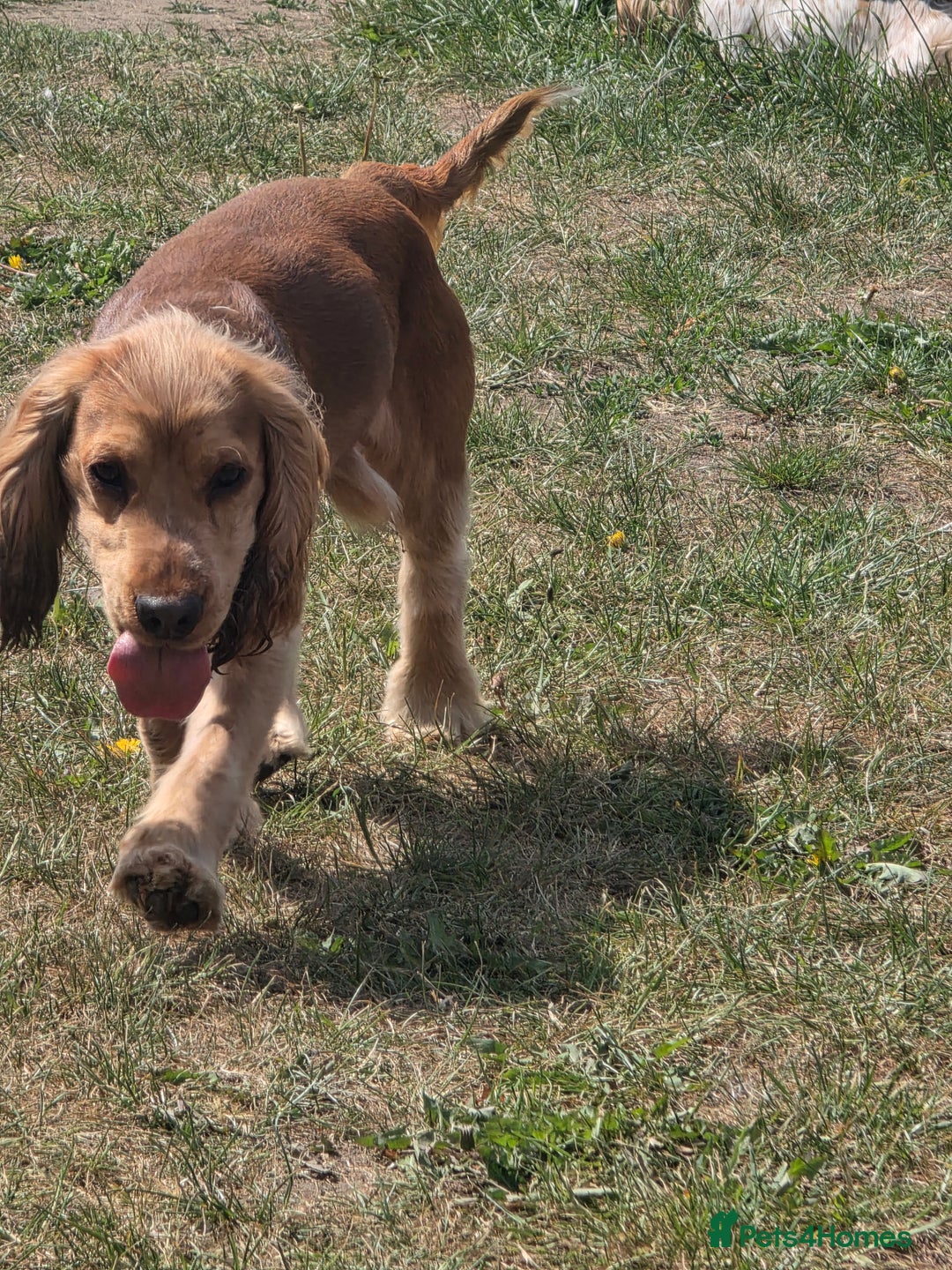 Cocker Spaniel dogs for stud: Stunning  Cocker Spaniel for stud in Northwood - Image 6