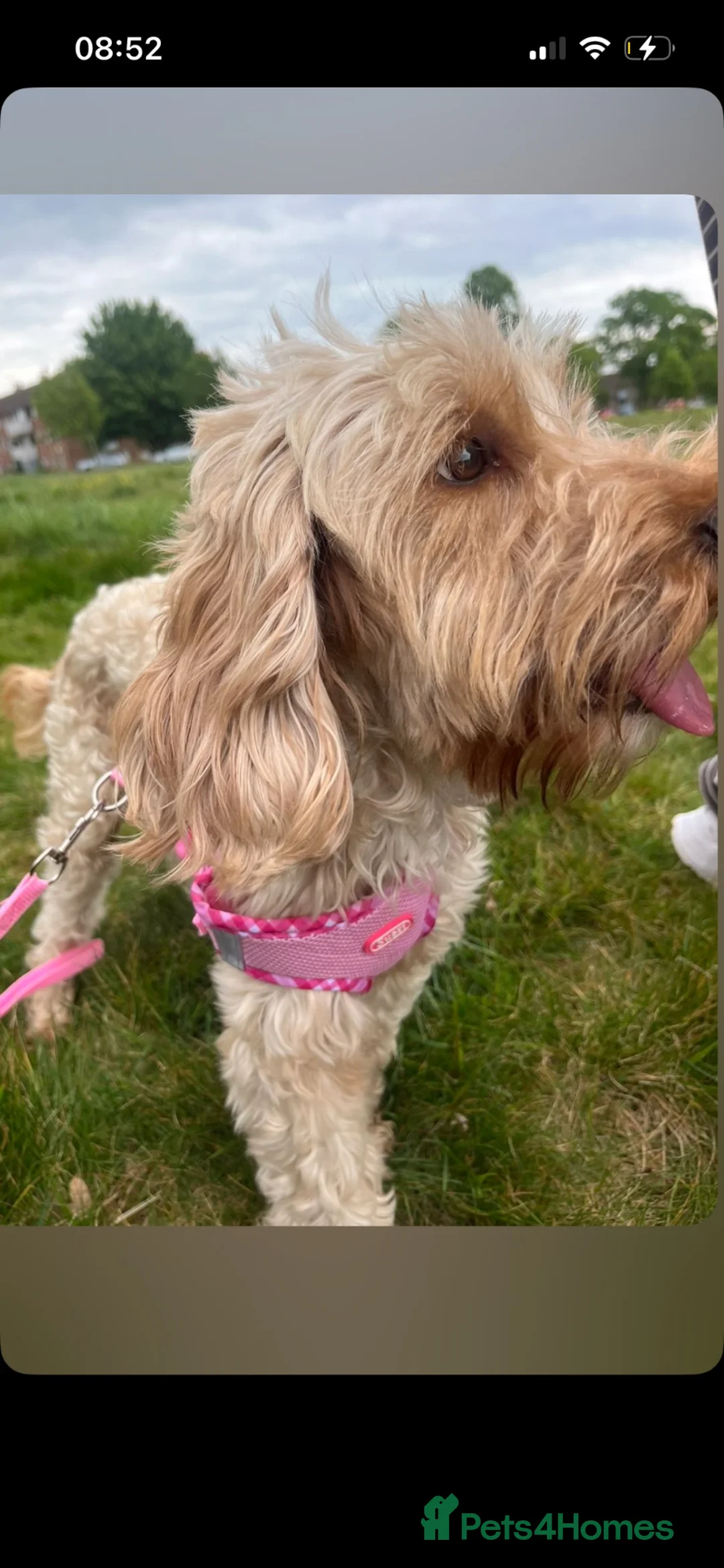 Cockapoo dogs for sale: Stunning cockapoo puppies  in Havant - Advert 1