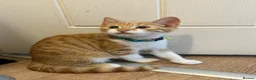 Mixed Breed cats for sale: Beautiful Ginger & Tortoiseshell Kittens in Faringdon - Advert 25