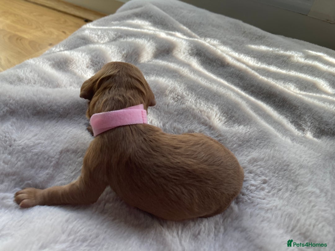 Mixed Breed dogs for sale: Cockapoo/Cavapoo Mix Puppies Available 10 Nov 25 - Image 29