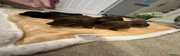 Miniature Dachshund dogs for sale: Beautiful Mini Dachshund Puppies 🐶🐾 - Advert 8