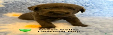 Labrador Retriever 3