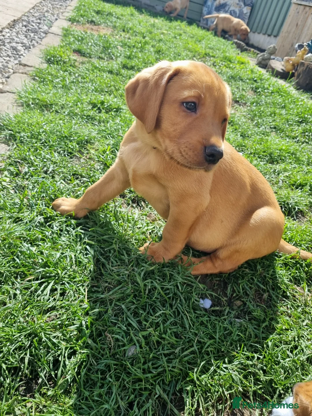 Labrador Retriever dogs for sale: Fox Red Labrador puppies for sale - Advert 1