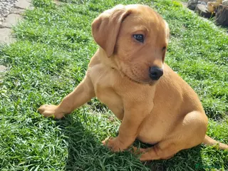 Labrador Retriever dogs Fox Red Labrador puppies for sale - Advert 3