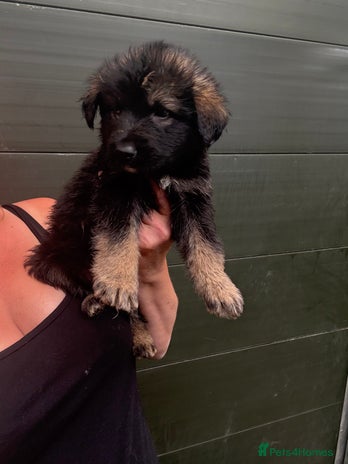 Mixed Breed dogs - Advert 3