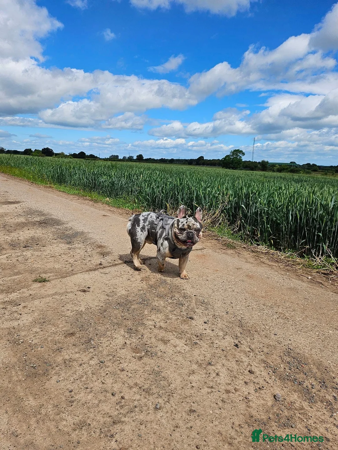 French Bulldog dogs for stud: Stunning blue merle 2year old stud - PROVEN in Lichfield - Advert 5