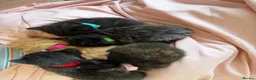 Mixed Breed cats for sale: Kittens - Advert 6