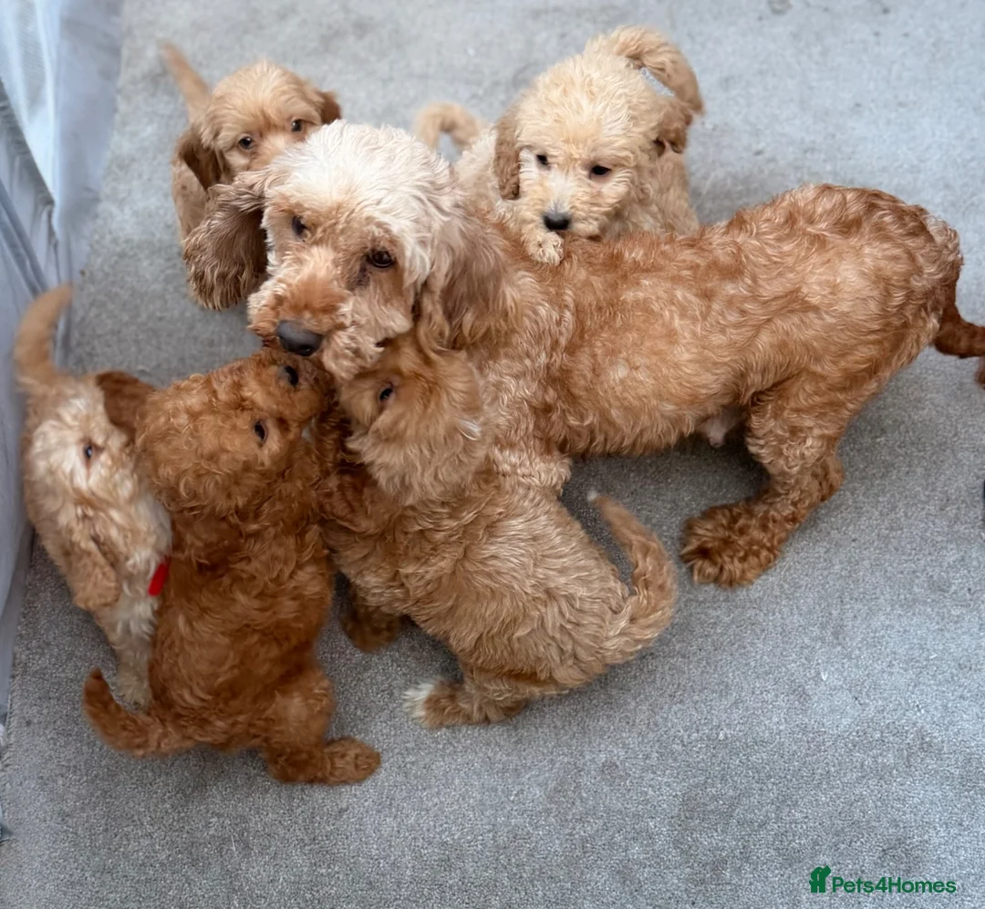 Cockapoo dogs for sale: 6 F1B COCKAPOO PUPPIES in Ashford - Advert 1