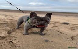French Bulldog dogs for sale: 💙🩷Stunning French Bulldog Puppies🐾💙🩷 - Image 7