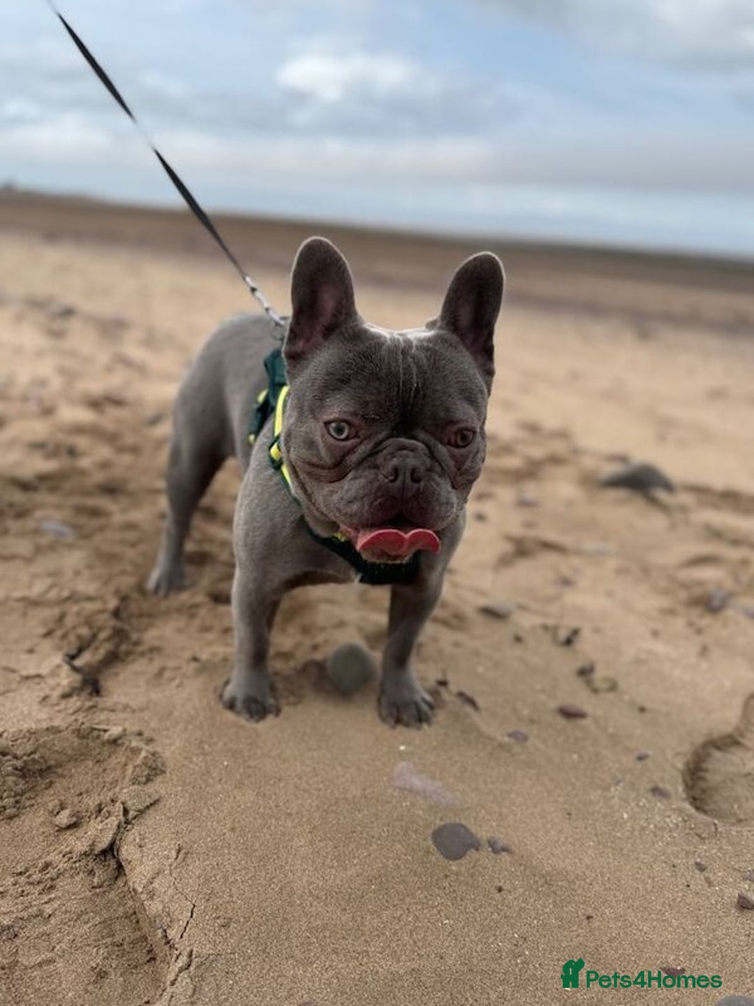 French Bulldog dogs for sale: 💙🩷Stunning French Bulldog Puppies🐾💙🩷 - Image 7
