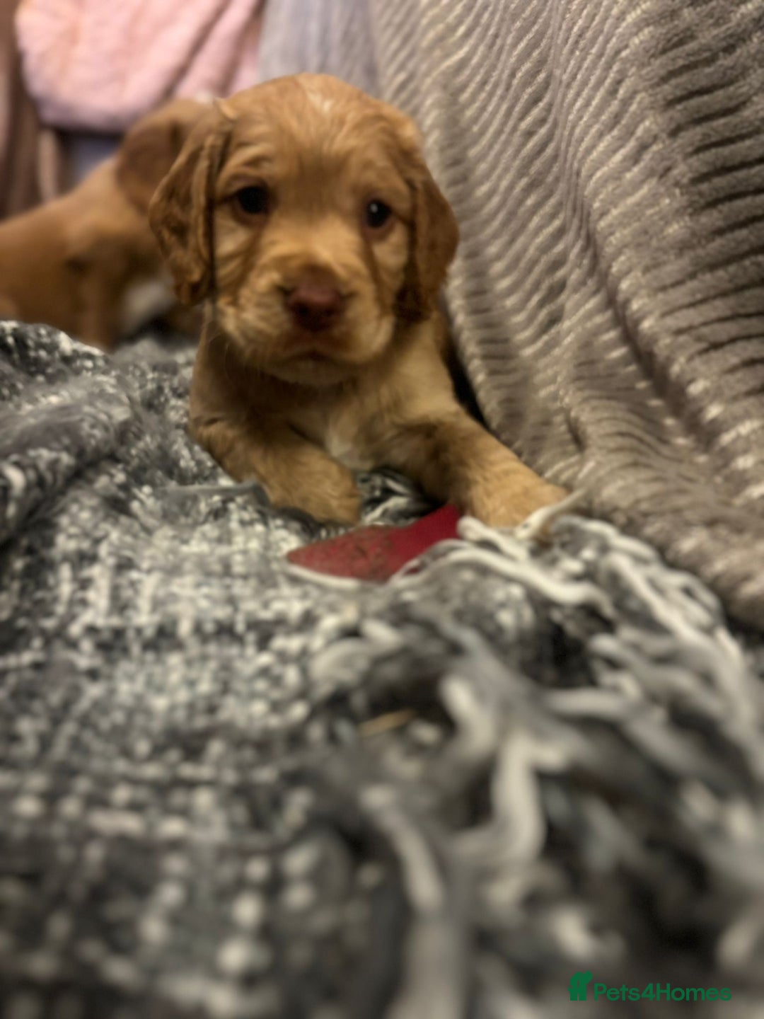 Cocker Spaniel dogs for sale: Pedigree Cocker Spaniels SOLD - Advert 17