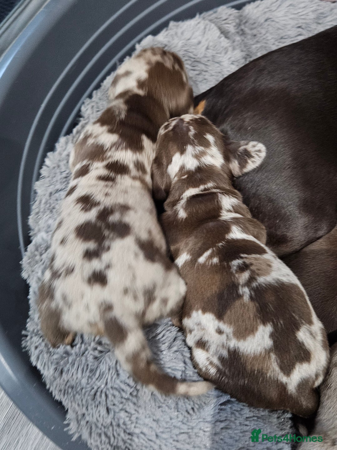 Dachshund dogs for sale: Dachshunds,Four girls and three boys - Advert 3