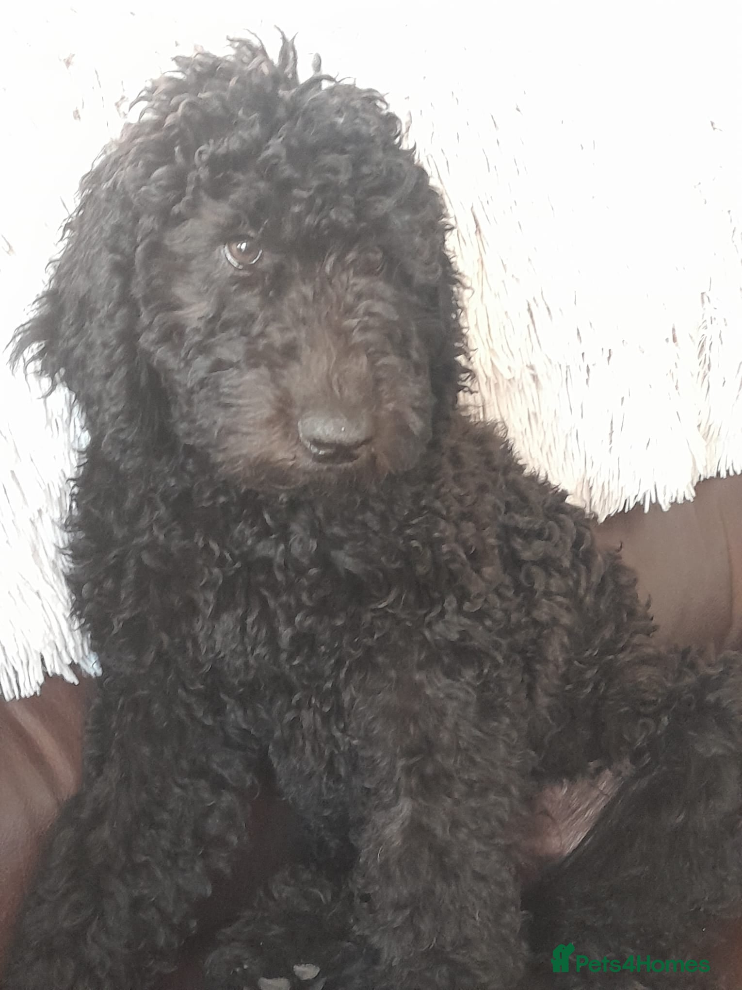 Goldendoodle dogs Goldendoodle puppies - Advert 2