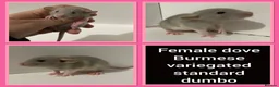 Rat rodents for sale: Adorable Dumbo Baby Rats  - Advert 30