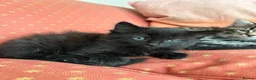 Mixed Breed cats for sale: 3male kittens - Advert 6
