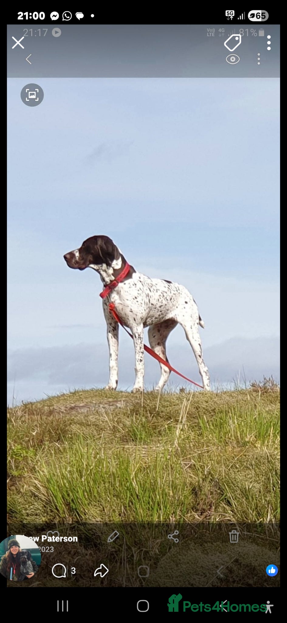 Mixed Breed dogs Gsp/Vizsla - Advert 6