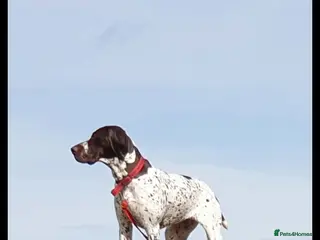 Mixed Breed dogs Gsp/Vizsla - Advert 6