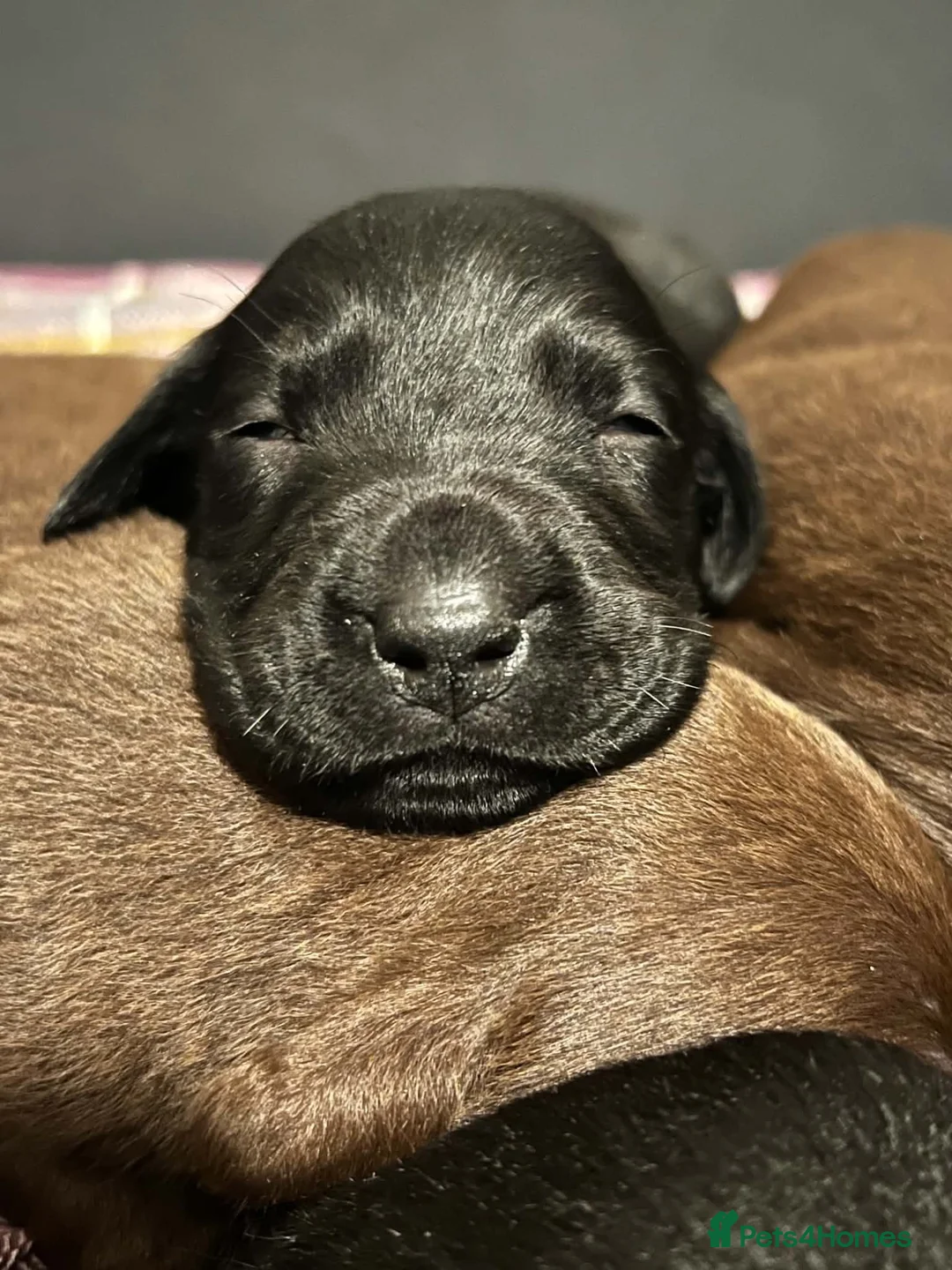 Labrador Retriever dogs for sale: Labrador puppies for sale  in Widnes - Advert 2