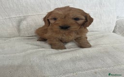 Cockapoo dogs for sale: 🐶🐶 cockerpoo puppies 🐶🐶 - Advert 4
