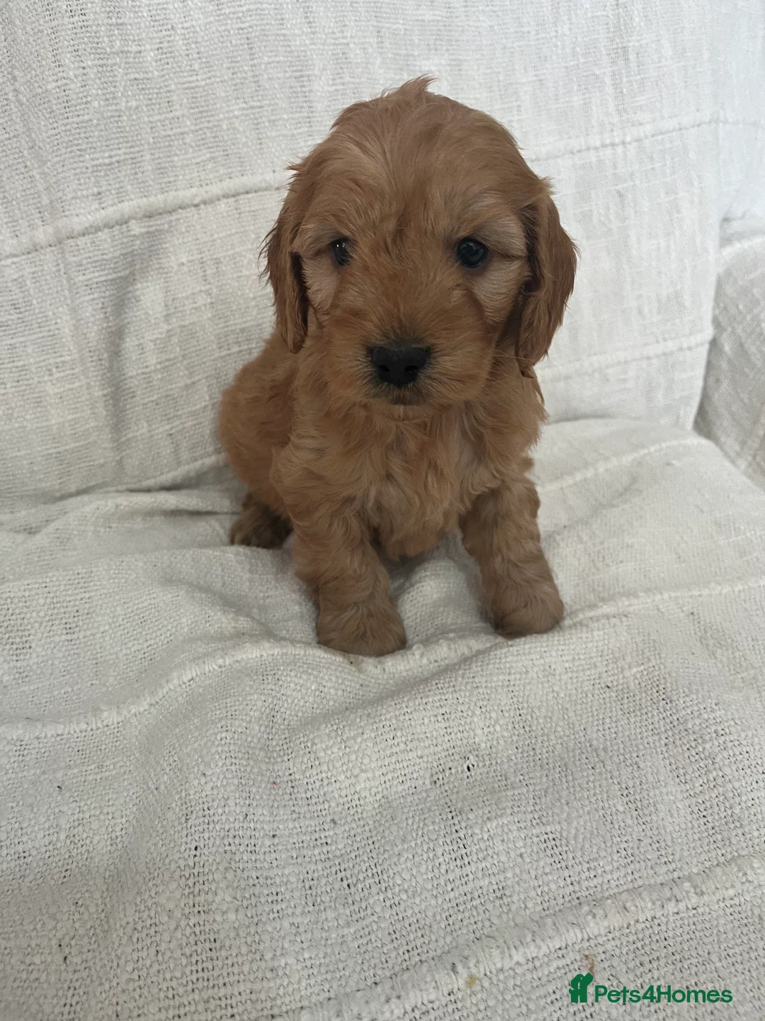 Cockapoo dogs for sale: 🐶🐶 cockerpoo puppies 🐶🐶 - Advert 5