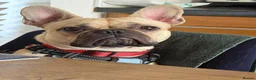 French Bulldog dogs for sale: Hugo  in Manchester - Advert 2
