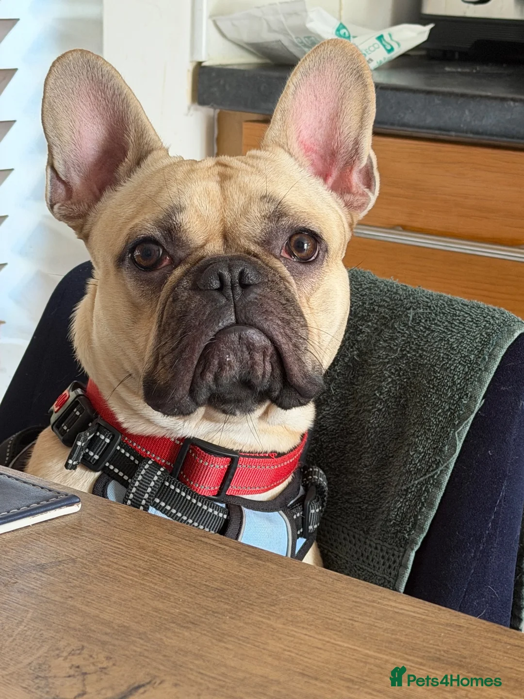 French Bulldog dogs for sale: Hugo  in Manchester - Advert 2
