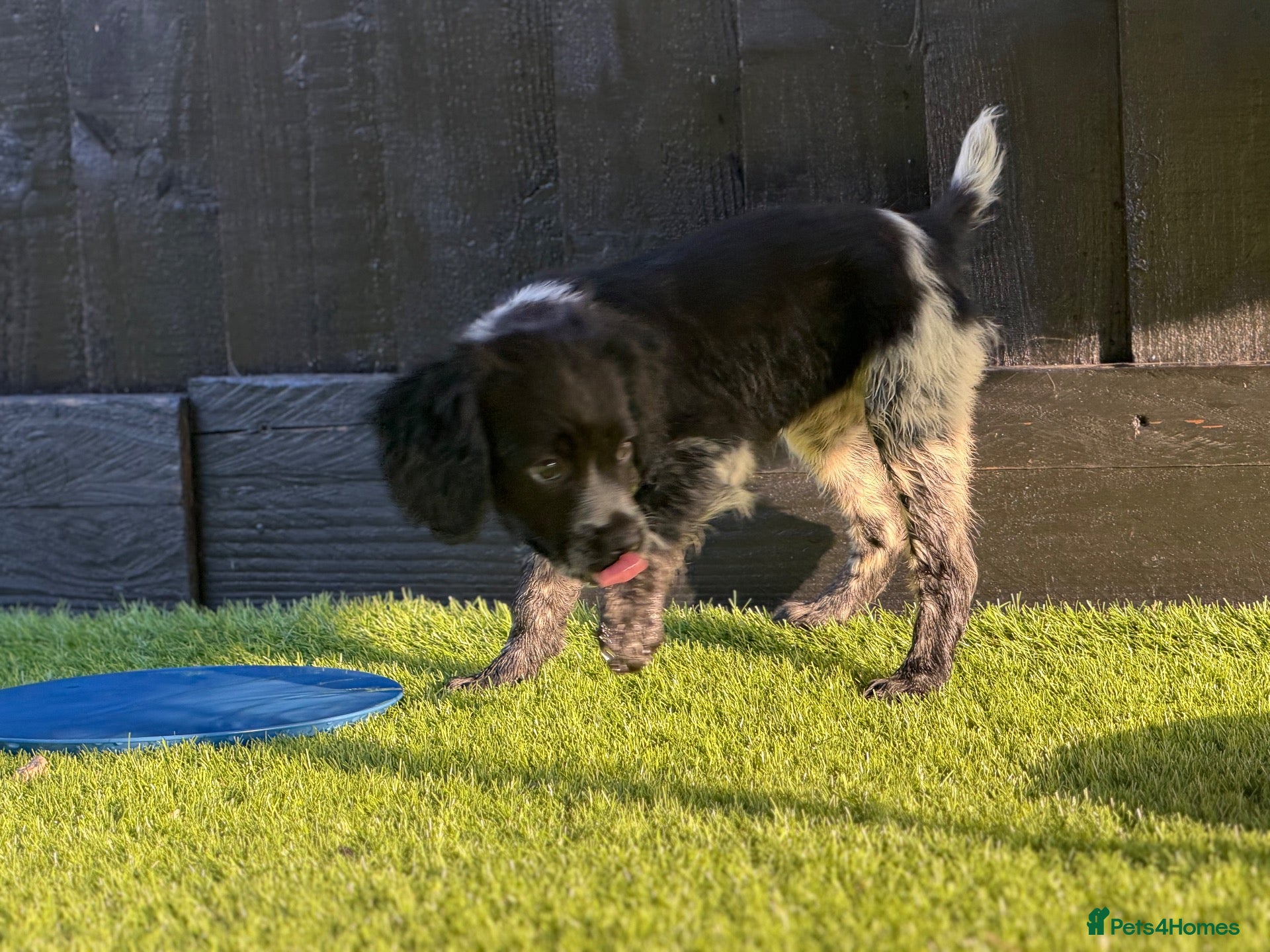 Brittany Spaniel dogs Working Brittany’s ready now ! Last pup !  - Advert 1
