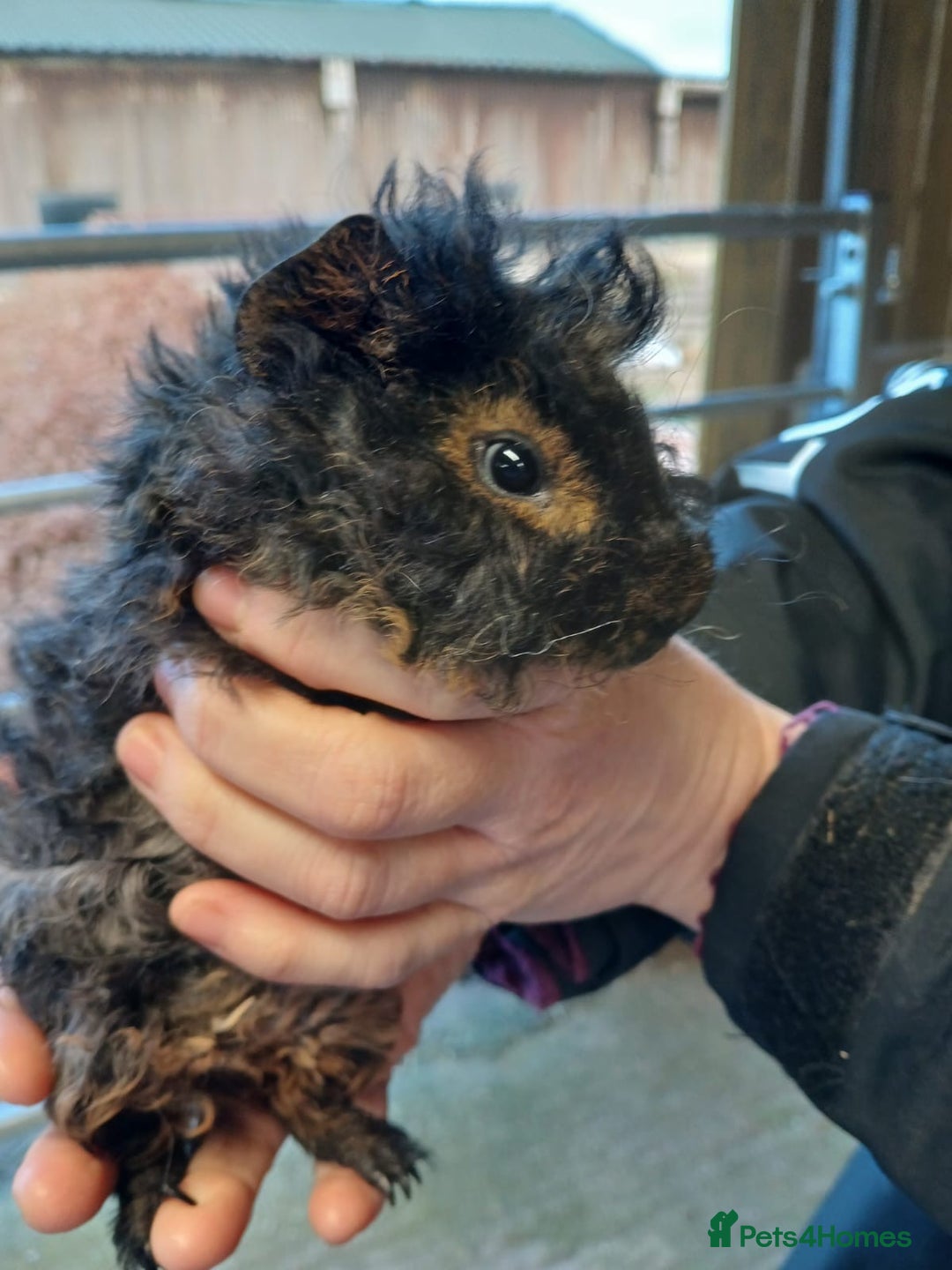 Guinea Pig rodents for sale: Lunkarya and Abyssinian guinea pigs for sale  - Advert 2