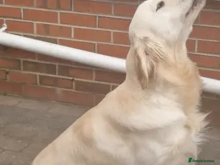 Golden Retriever dogs Health test golden retriever stud - Advert 1