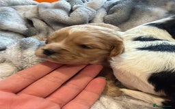 Cavapoo dogs for sale: Cavapoo F1 puppies some stunning colours - Image 13