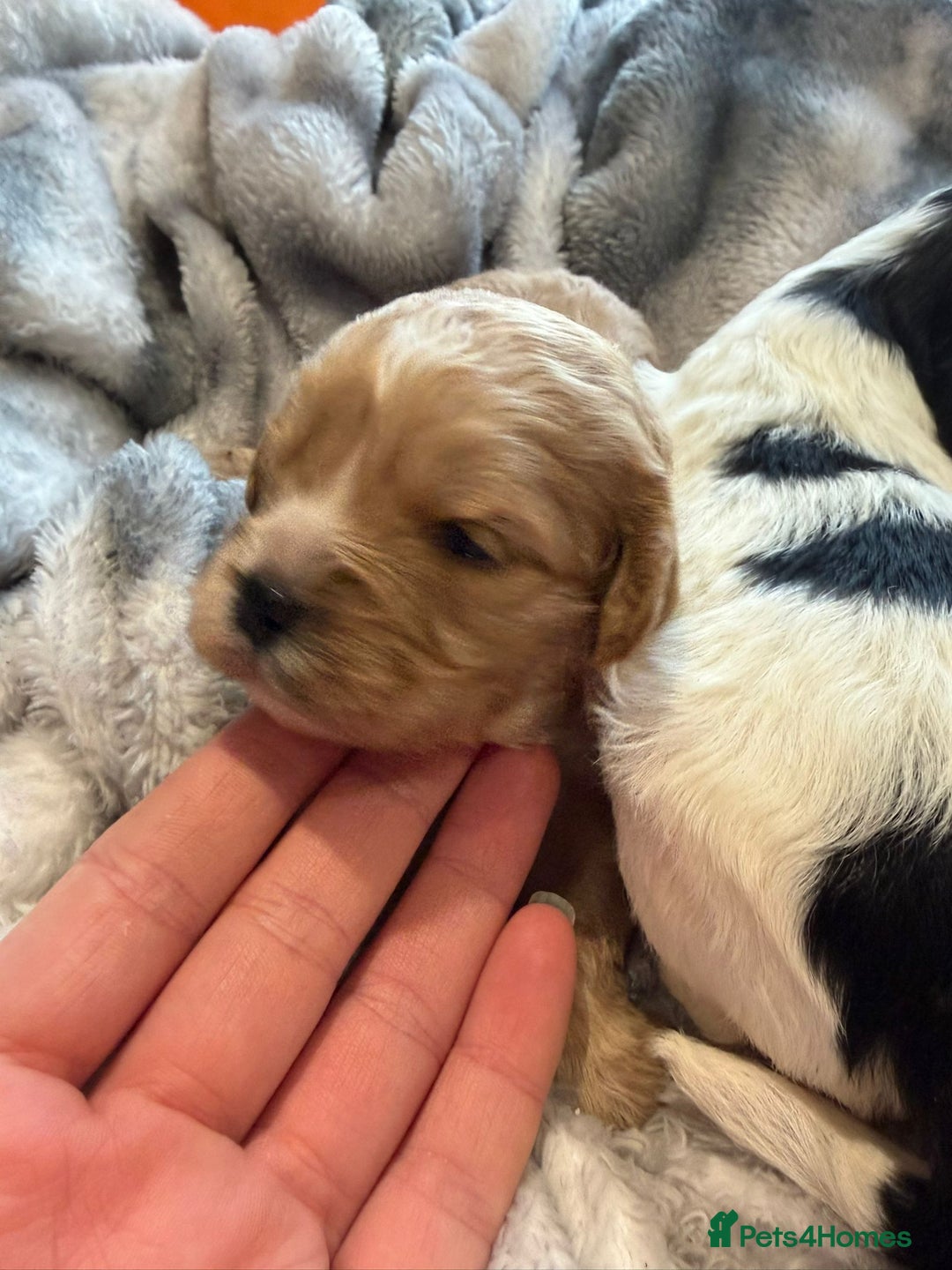 Cavapoo dogs for sale: Cavapoo F1 puppies some stunning colours - Image 13
