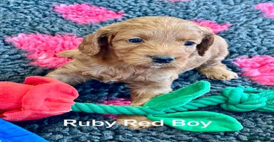 Cockapoo dogs - Advert 5