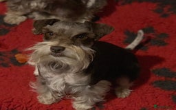 Miniature Schnauzer dogs for sale: 5* LICENSED KC MINI (TOY) SCHNAUZER LITTER - Advert 12